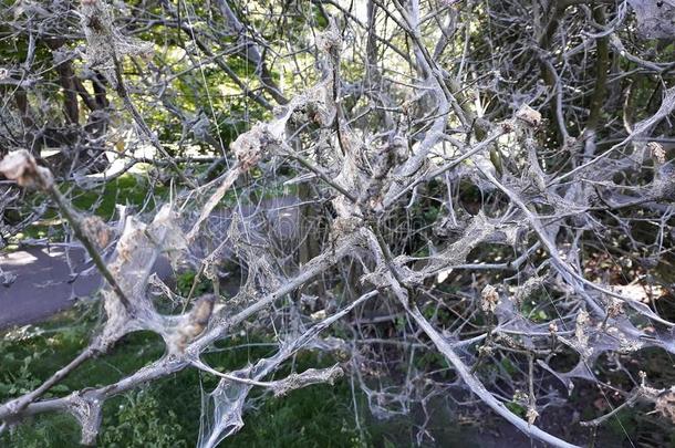 树树枝大量的和毛虫网.