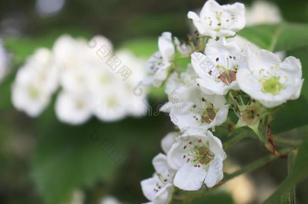 普通的山楂树枝,山楂一夫一妻制,油菜籽山楂,Slovenia斯洛文尼亚