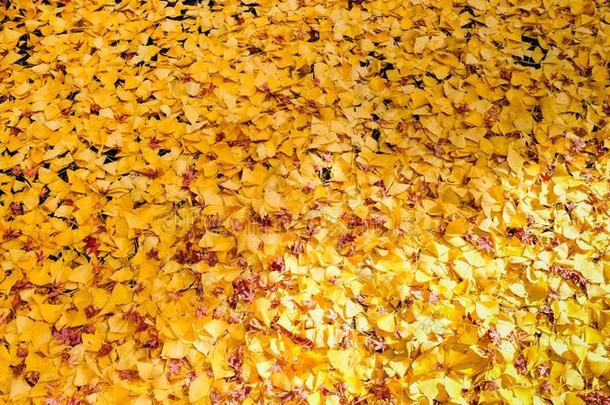 黄色的银杏树叶子向地面