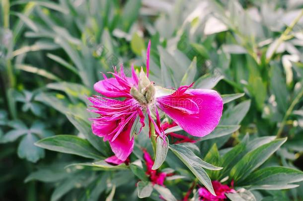 粉红色的美丽的夏花牡丹花采用g季节采用国家