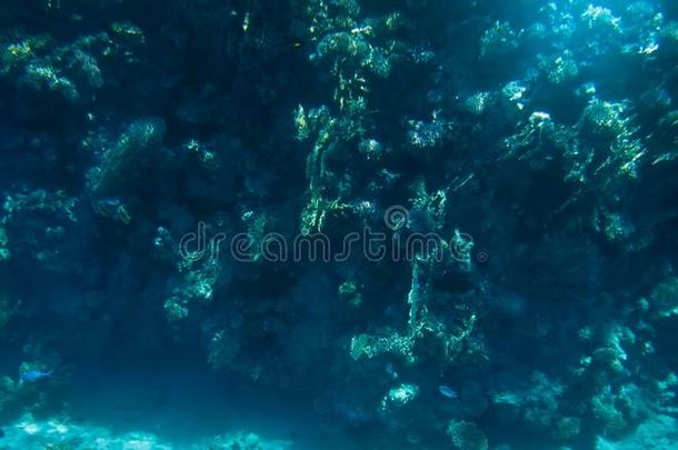 美丽的在水中的海景画关于珊瑚礁和海底部在Thailand泰国