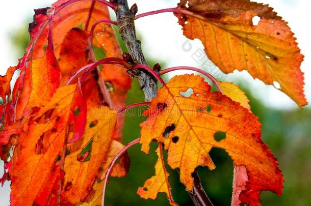 树枝和红色的秋树叶在一定程度上撕和和洞3
