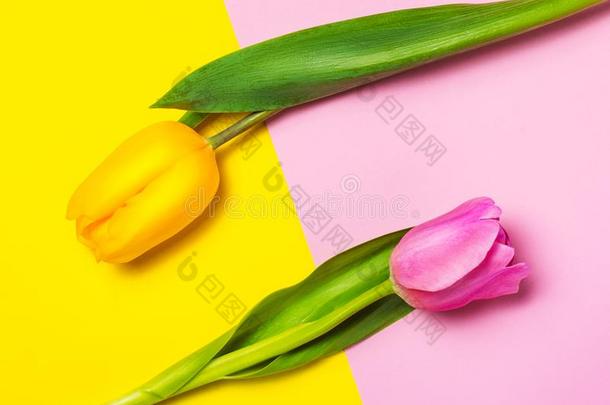 黄色的和粉红色的郁金香向黄色的和粉红色的背景