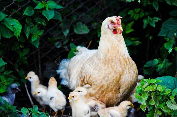 母亲母鸡和保护小鸡