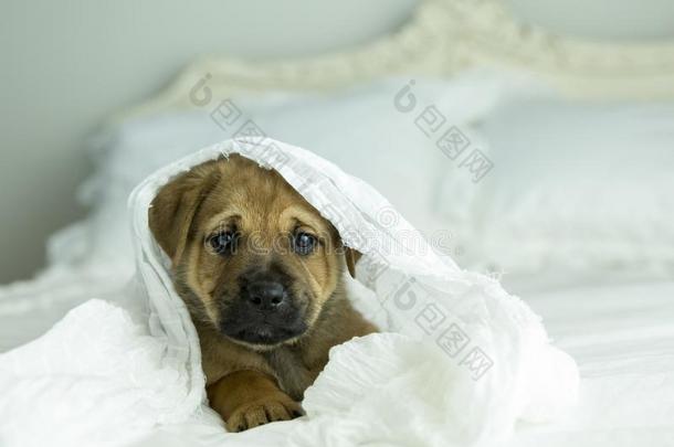 黄褐色<strong>小</strong>狗休息向白色的床在期间有包装的在上面采用白色的毛毯