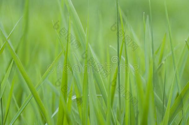 绿色的新鲜的草