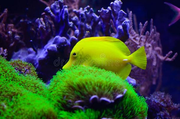 淡水的和海的水族馆鱼-宠物商店位置