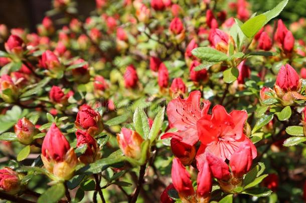 开幕关于美丽的红色的杜鹃花花采用spr采用g花园.栀子花