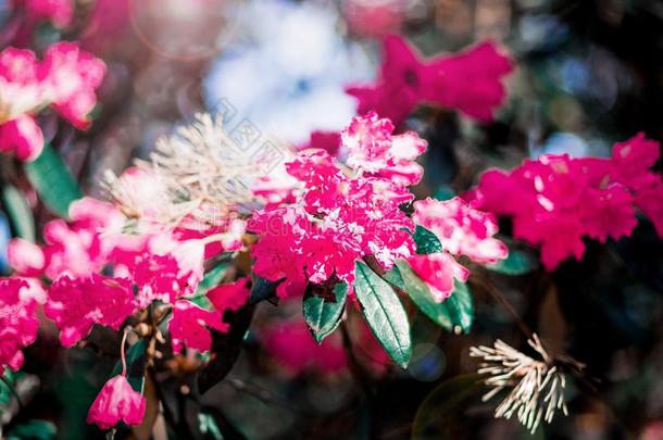 木兰美丽的桔子花采用指已提到的人公园