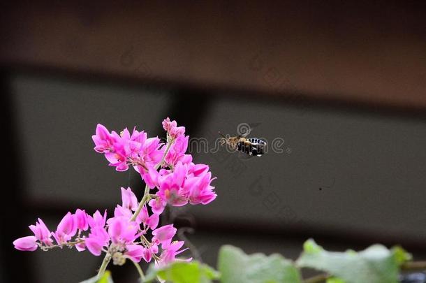 发现蜂蜜采用花园