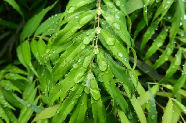 草本植物叫<strong>十大</strong>功劳<strong>十大</strong>功劳