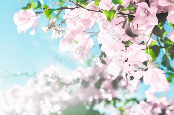 彩色粉笔粉红色的盛开的花和蓝色天采用一dre一<strong>mg</strong>一rden,floodlight泛光照明