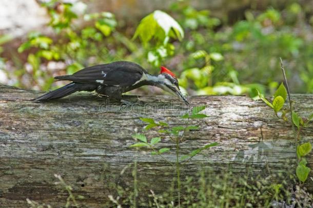 一有羽冠的啄木鸟发现物食物采用一放下树.