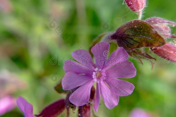 野生的草地紫色的樱草属的植物siboldii花