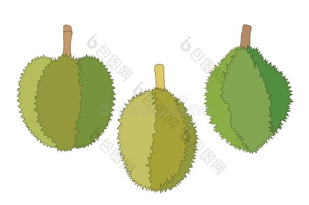榴莲果成果颜色绿色的和生的榴莲果成熟的榴莲果