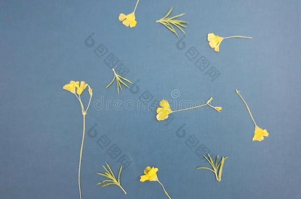 蓝色背景黄色的花影像