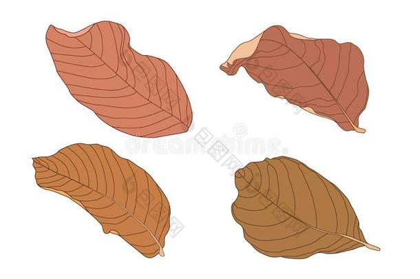 颜色棕色的干的干燥的叶子颜料棕色的干的干燥的树叶夏秋