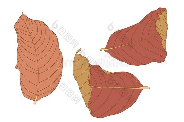颜色棕色的干的干燥的叶子颜料和棕色的干的干燥的树叶<strong>夏秋</strong>