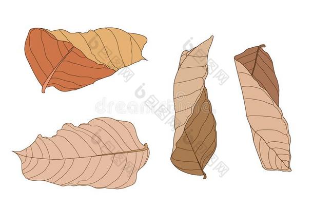 颜色棕色的干的干燥的叶子颜料和棕色的干的干燥的树叶<strong>夏秋</strong>