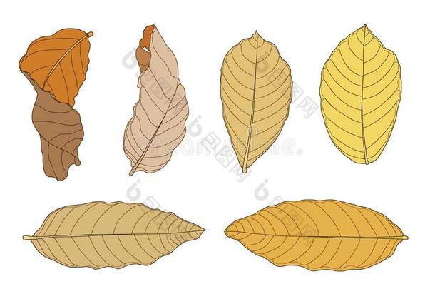 颜色棕色的干的干燥的叶子颜料和棕色的干的干燥的树叶夏秋