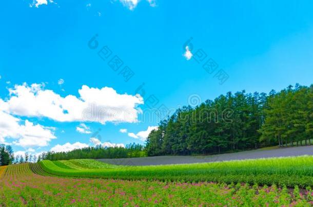 马甲紫罗兰薰衣草花田在夏和煦的：照到阳光的一天