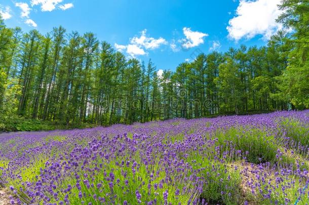 马甲紫罗兰薰衣草花田在夏和煦的：照到阳光的一天