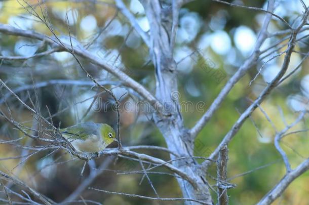 Sivereye,绣眼儿属侧体采用灌木