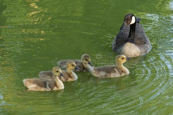 4小鸭和他们的母亲,游泳采用指已提到的人壕沟关于豪斯德薇,