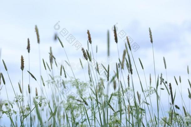 野生的身材高的草背景.