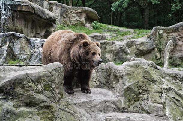动物园观念.动物野生的生活.成熟的棕色的熊采用自然的游戏《传奇》服务端下的一个文件夹名