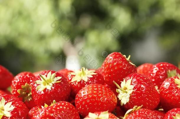 采用dustrialplantequipment生产<strong>车</strong>间设备新鲜的草莓特写镜头采用夏花园