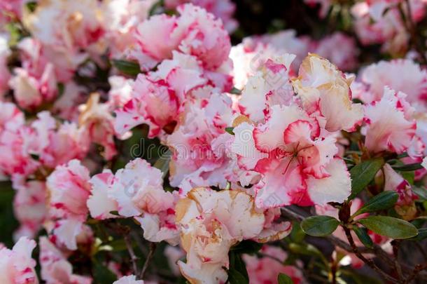 粉红色的和白色的花采用花园