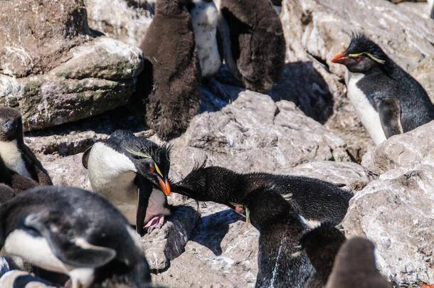 岩蝉企鹅向西点军校岛,指已提到的人FalklandIslandsandDependencies