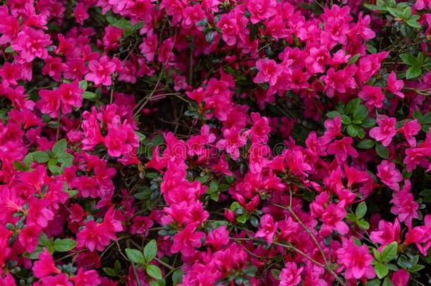 粉红色的花关于<strong>杜鹃花</strong>日本产植物,<strong>杜鹃花</strong>同样地自然后台