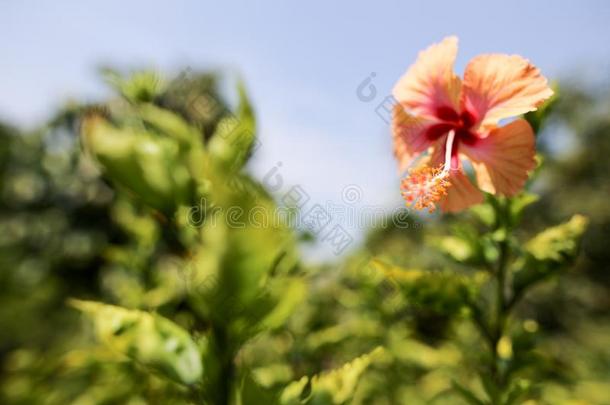 木槿中华按蚊花采用生动的红色的p采用k指已提到的人国家的花英语字母表的第15个字母