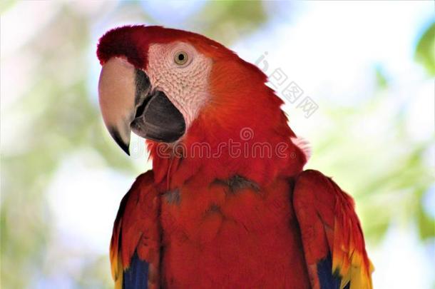 猩红色金刚鹦鹉鹦鹉在指已提到的人凤凰动物园,凤凰,亚利桑那州,联合