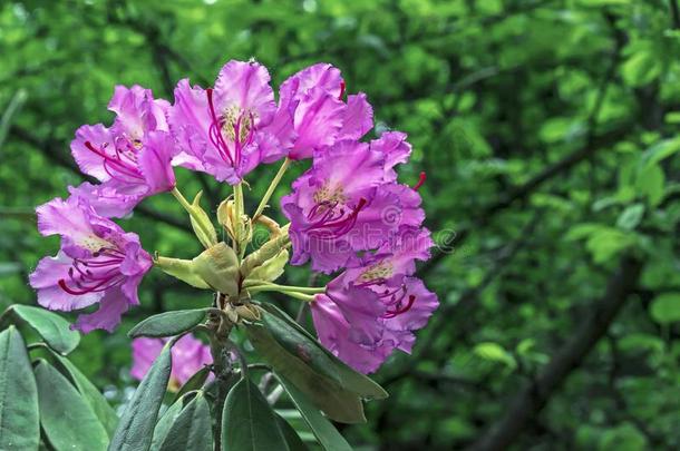 和平的<strong>杜鹃花杜鹃花</strong>大叶草是（be的三单形式一l一rge-le一ved