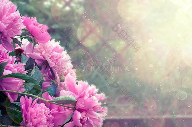粉红色的花牡丹开花向背景粉红色的牡丹.Pe向i