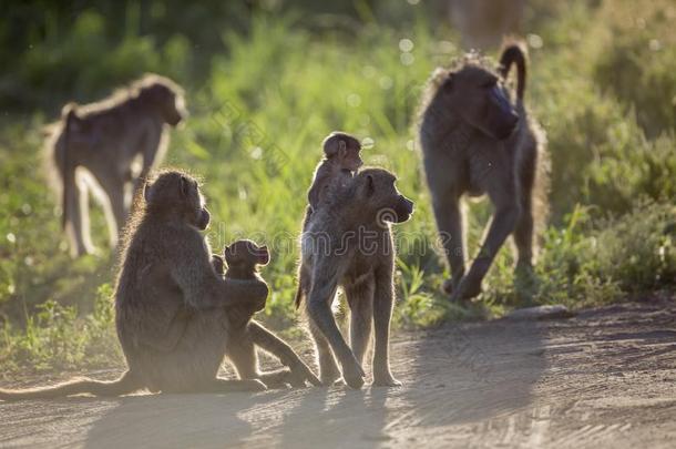 大狒狒狒狒采用即Kruger国家的公园,南方非洲