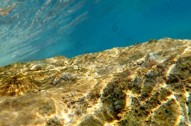 地中海的墓穴粘鱼鱼-帕拉布列尼乌斯卡特鲁金