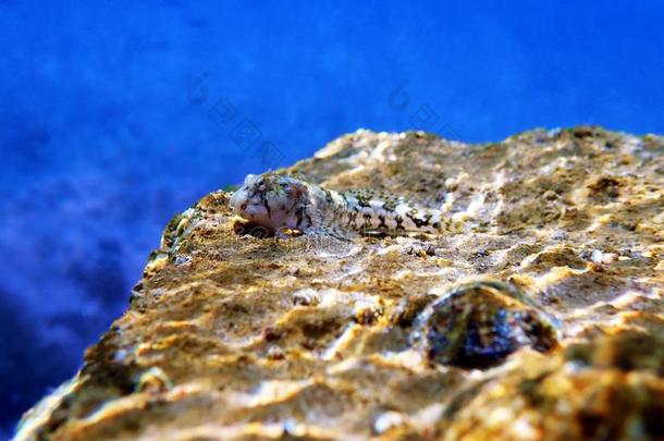 地中海的Tompot粘鱼鱼-帕拉布列尼乌斯卡特鲁金