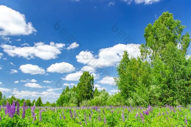 夏风景和云和羽扇豆.俄国的风景.