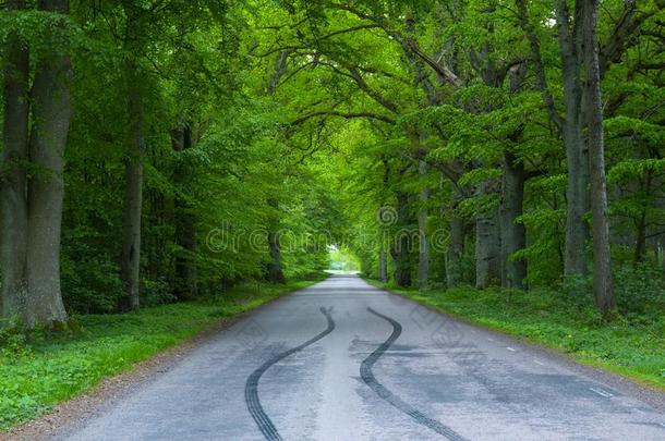 森林路树一起在指已提到的人乡村,汽车轮胎轮胎s`tracing追踪