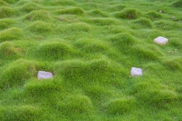 草地和小的绿色的草和结节和石头向它