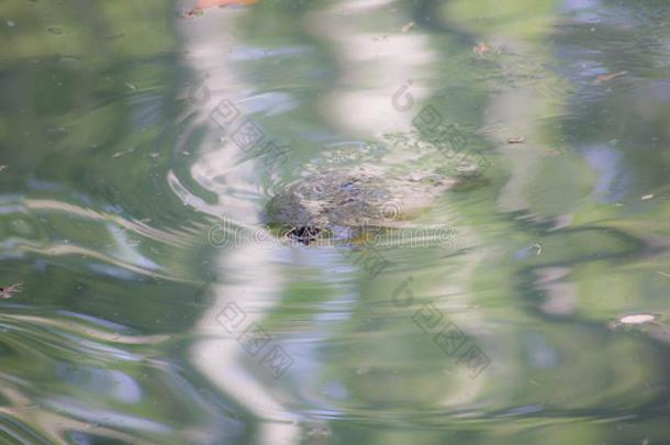 淡水的海龟淡水的海龟是小的或中等的-有大小的