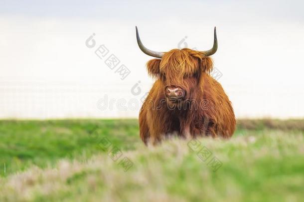 高地的牛,苏格兰的牛产没射中<strong>金牛座</strong>和大的长的