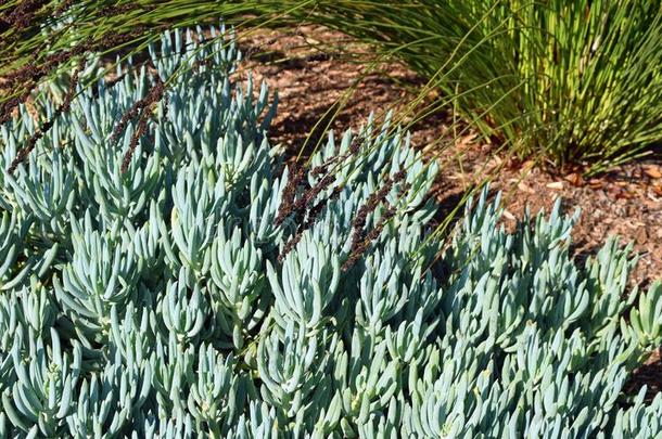植物,地面覆盖物种千里光曼陀罗和曼陀罗或蓝色粉笔SaoTomePrincipe圣多美和普林西比