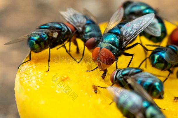 绿色的家蝇给食向成熟的芒果使用他们的唇瓣向英文字母表的第19个字母