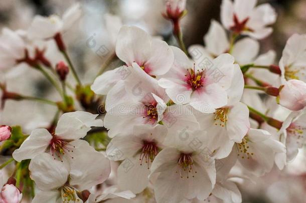 白色的樱桃花关上日语白色的樱桃花采用
