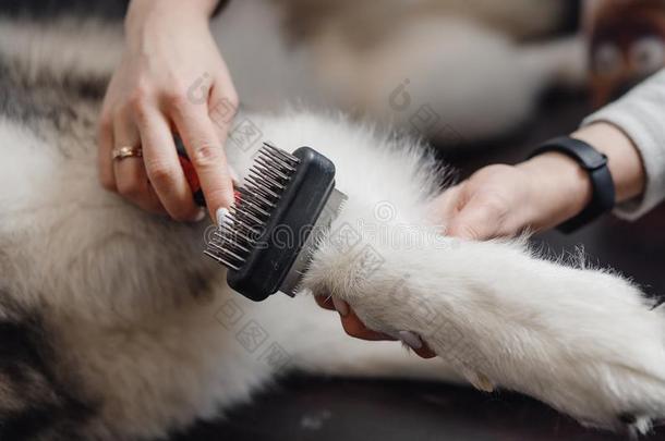 白色的狗爪子和长的爪精梳在特殊的刷子